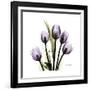 Purple Tulip Square-Albert Koetsier-Framed Premium Giclee Print