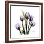 Purple Tulip Square-Albert Koetsier-Framed Premium Giclee Print