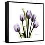 Purple Tulip Square-Albert Koetsier-Framed Stretched Canvas