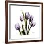 Purple Tulip Square-Albert Koetsier-Framed Premium Giclee Print