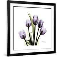 Purple Tulip Square-Albert Koetsier-Framed Premium Giclee Print