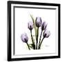 Purple Tulip Square-Albert Koetsier-Framed Premium Giclee Print