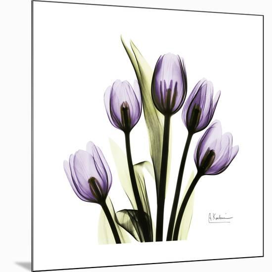 Purple Tulip Square-Albert Koetsier-Mounted Premium Giclee Print