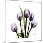 Purple Tulip Square-Albert Koetsier-Mounted Premium Giclee Print