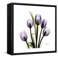 Purple Tulip Square-Albert Koetsier-Framed Stretched Canvas