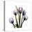 Purple Tulip Square-Albert Koetsier-Stretched Canvas
