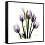 Purple Tulip Square-Albert Koetsier-Framed Stretched Canvas