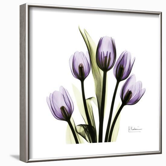 Purple Tulip Square-Albert Koetsier-Framed Premium Giclee Print