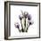 Purple Tulip Square-Albert Koetsier-Framed Premium Giclee Print