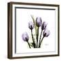 Purple Tulip Square-Albert Koetsier-Framed Premium Giclee Print