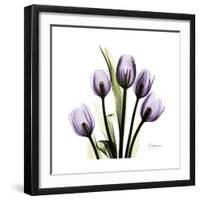 Purple Tulip Square-Albert Koetsier-Framed Premium Giclee Print