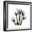 Purple Tulip Square-Albert Koetsier-Framed Premium Giclee Print