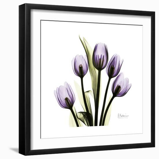 Purple Tulip Square-Albert Koetsier-Framed Premium Giclee Print