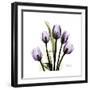 Purple Tulip Square-Albert Koetsier-Framed Premium Giclee Print