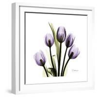 Purple Tulip Square-Albert Koetsier-Framed Premium Giclee Print