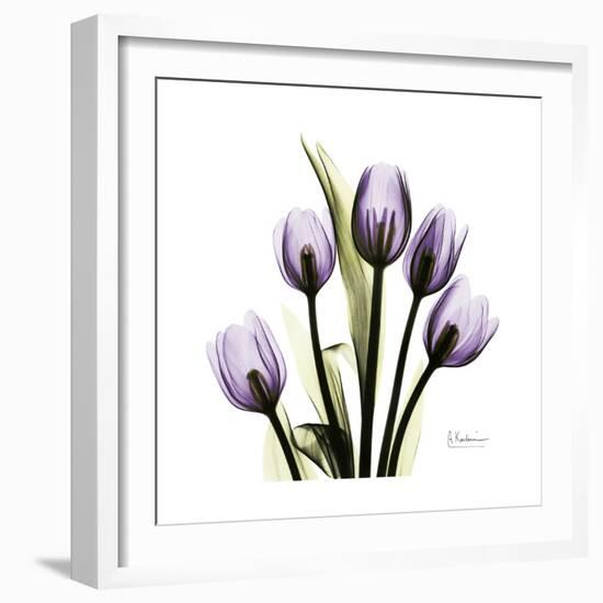 Purple Tulip Square-Albert Koetsier-Framed Premium Giclee Print