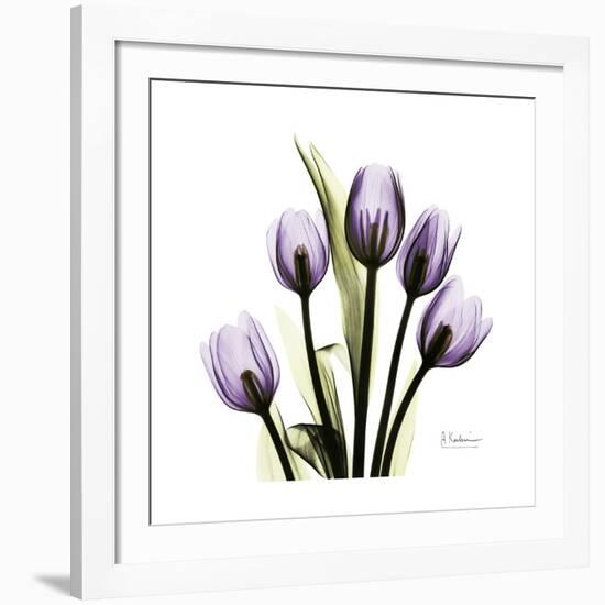 Purple Tulip Square-Albert Koetsier-Framed Giclee Print