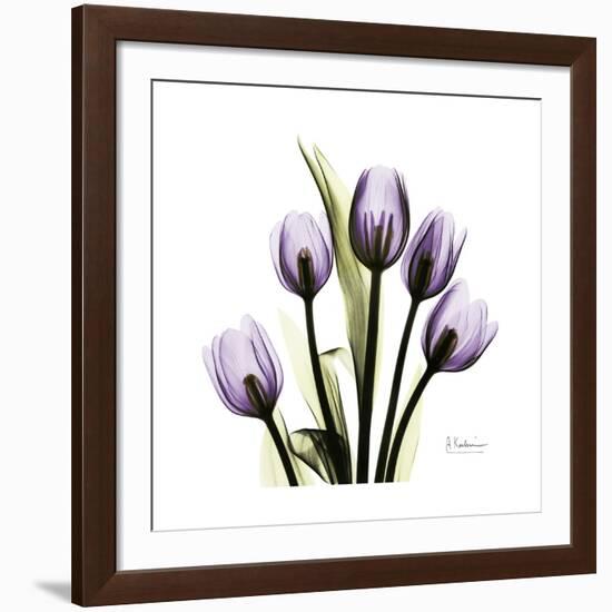 Purple Tulip Square-Albert Koetsier-Framed Giclee Print