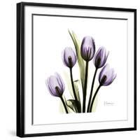 Purple Tulip Square-Albert Koetsier-Framed Giclee Print