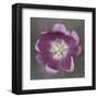 Purple Tulip-Erin Clark-Framed Art Print