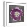 Purple Tulip-Erin Clark-Framed Art Print