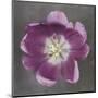 Purple Tulip-Erin Clark-Mounted Art Print