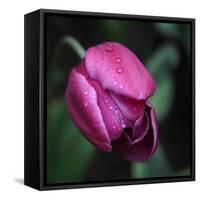 Purple Tulip-Katano Nicole-Framed Stretched Canvas