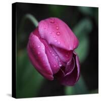 Purple Tulip-Katano Nicole-Stretched Canvas