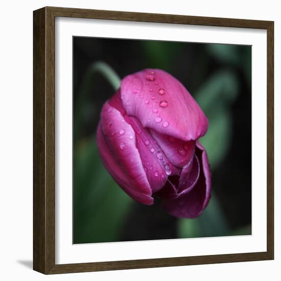 Purple Tulip-Katano Nicole-Framed Photo