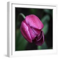 Purple Tulip-Katano Nicole-Framed Photo