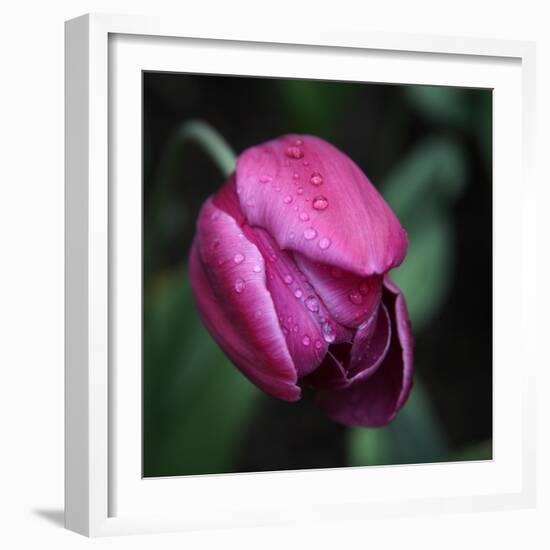 Purple Tulip-Katano Nicole-Framed Photo