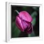 Purple Tulip-Katano Nicole-Framed Photo