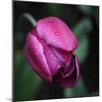 Purple Tulip-Katano Nicole-Mounted Photo