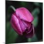 Purple Tulip-Katano Nicole-Mounted Photo