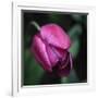 Purple Tulip-Katano Nicole-Framed Photo