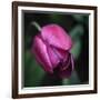 Purple Tulip-Katano Nicole-Framed Photo