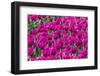 Purple Tulips Field-venemama-Framed Photographic Print