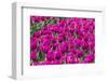 Purple Tulips Field-venemama-Framed Photographic Print