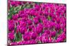 Purple Tulips Field-venemama-Mounted Photographic Print
