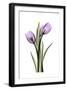 Purple Tulips II-Albert Koetsier-Framed Art Print