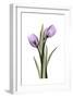 Purple Tulips II-Albert Koetsier-Framed Art Print