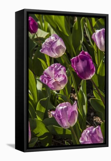 Purple Tulips in Bloom-Richard T. Nowitz-Framed Stretched Canvas