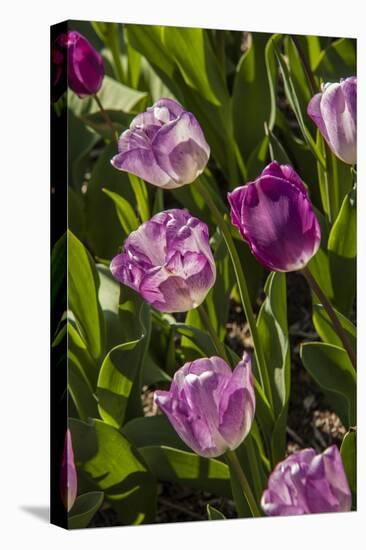 Purple Tulips in Bloom-Richard T. Nowitz-Stretched Canvas