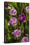 Purple Tulips in Bloom-Richard T. Nowitz-Stretched Canvas