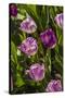 Purple Tulips in Bloom-Richard T. Nowitz-Stretched Canvas