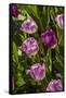 Purple Tulips in Bloom-Richard T. Nowitz-Framed Stretched Canvas