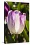 Purple Tulips in Bloom-Richard T. Nowitz-Stretched Canvas