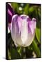 Purple Tulips in Bloom-Richard T. Nowitz-Framed Stretched Canvas