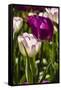 Purple Tulips in Bloom-Richard T. Nowitz-Framed Stretched Canvas