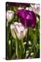 Purple Tulips in Bloom-Richard T. Nowitz-Stretched Canvas